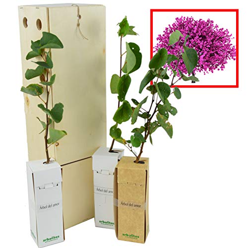 Jupiter Tree - Baum der Liebe - Frühlingsblüte - 30 cm junger Trieb in einer wiederverwendbaren Holzkiste - 3 Stück Jupiter Tree - Baum der Liebe - Frühlingsblüte - 30 cm junger Trieb in einer wiederverwendbaren Holzkiste - 3 Stück von FINCA CASAREJO