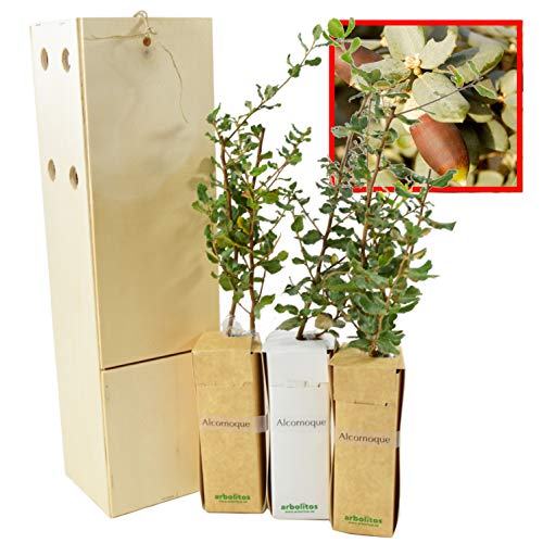 KORKEICHE Baum in einer Holzkiste - Korkeichenwald alveolus - 30 cm hoher Jungwuchs Erhältlich in einer wiederverwendbaren Holzkiste (3 Einheit) von FINCA CASAREJO