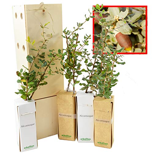 KORKEICHE Baum in einer Holzkiste - Korkeichenwald alveolus - 30 cm hoher Jungwuchs Erhältlich in einer wiederverwendbaren Holzkiste (4 Einheit) von FINCA CASAREJO