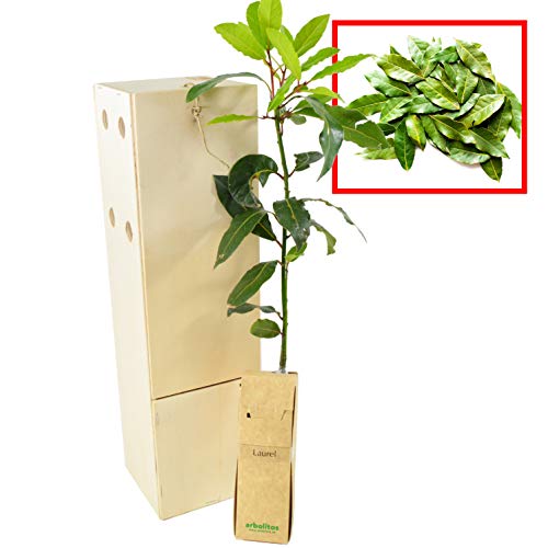 Lorbeer | Aromatischer Strauch | Immergrün Ideal zum Kochen | 30 cm hoher Jungwuchs Erhältlich in einer wiederverwendbaren Holzkiste | 1 Einheit von FINCA CASAREJO