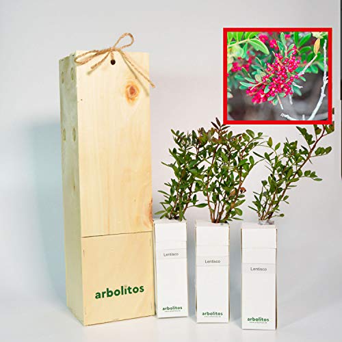 Mastixbaum | Mediterraner Strauch | Baum mit essbaren Früchten | 30 cm hoher Jungwuchs Erhältlich in einer wiederverwendbaren Holzkiste | 3 Einheit Mastixbaum | Mediterraner Strauch | Baum mit essbaren Früchten | 30 cm hoher Jungwuchs Erhältlich in einer wiederverwendbaren Holzkiste | 3 Einheit von FINCA CASAREJO