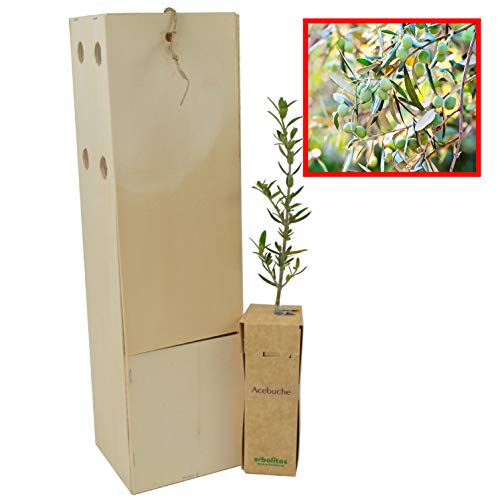Wilder Ölbaum | Wilder Olivenbaum | Olivenstrauch | Junger Trieb, 30 cm, in einer wiederverwendbaren Holzkiste | 1 Einheit von FINCA CASAREJO