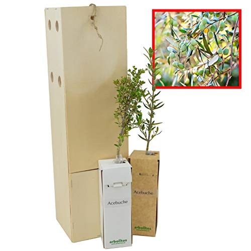 Wilder Ölbaum | Wilder Olivenbaum | Olivenstrauch | Junger Trieb, 30 cm, in einer wiederverwendbaren Holzkiste | 2 Einheit von FINCA CASAREJO