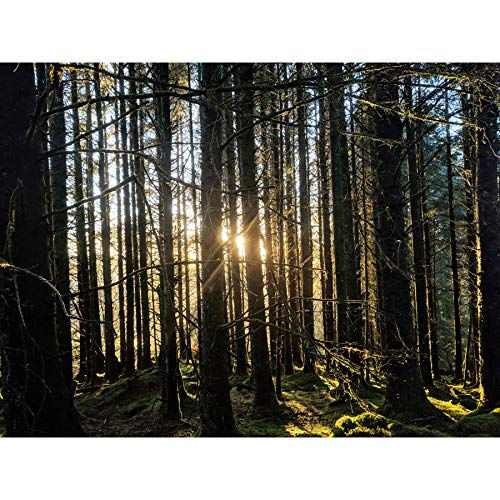 Koumu Inveraray Bäume Wald Frühling Schottland Highlands Foto Extra Large Wall Art Print Premium Leinwandbild von FINE ART PRINTS