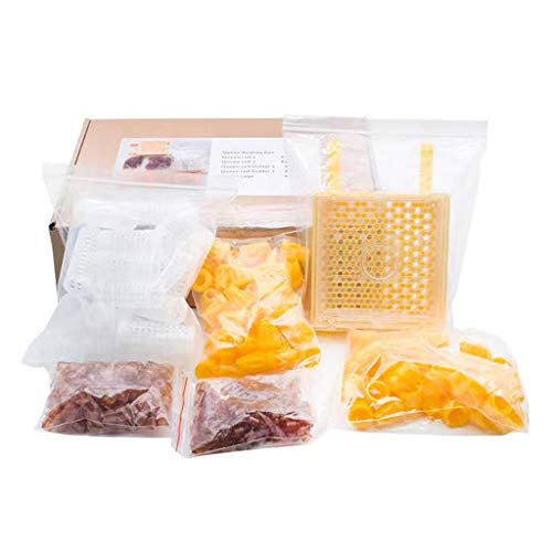 FIRSTXIU Queen Aufzucht Jenter Queen Aufzucht zur Zucht Imkerei Set zur Entfernung von Bienenköniginnen FIRSTXIU Queen Aufzucht Jenter Queen Aufzucht zur Zucht Imkerei Set zur Entfernung von Bienenköniginnen von FIRSTXIU