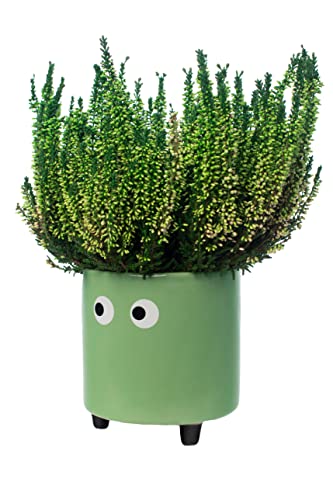 Fisura- Original-Blumentopf mit Augenmotiv. Dekoratives Pflanzgefäß für den Innenbereich. Keramik Sukkulenten Töpfe. Keramiktopf für Blumen und Sukkulenten. 13 x 12,5 cm. (Grün) von FISURA