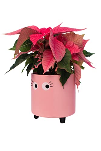 FISURA- Original-Blumentopf mit Augenmotiv. Dekoratives Pflanzgefäß für den Innenbereich. Keramik Sukkulenten Töpfe. Keramiktopf für Blumen und Sukkulenten. 13 x 12,5 cm. (Rosa) von FISURA