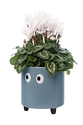 FISURA- Original-Blumentopf mit Augenmotiv. Dekoratives Pflanzgefäß für den Innenbereich. Keramik Sukkulenten Töpfe. Keramiktopf für Blumen und Sukkulenten. 13 x 12,5 cm. (Blau) von FISURA