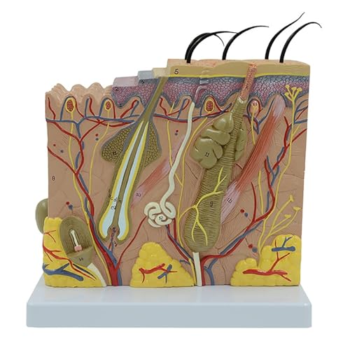 70-fach vergrößertes 3D-Modell der menschlichen Haut – anatomische Gewebestruktur for die Ausbildung in medizinischer Kosmetik und plastischer Chirurgie 70-fach vergrößertes 3D-Modell der menschlichen Haut – anatomische Gewebestruktur for die Ausbildung in medizinischer Kosmetik und plastischer Chirurgie von FITIOS