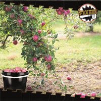 Eimer mit Deckel 10 Liter in Schwarz - 50 Stück Eimer mit Deckel 10 Liter in Schwarz - 50 Stück von FIXEDBYU