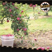 Eimer mit Deckel 10 Liter in Transparent - 10 Stück von FIXEDBYU