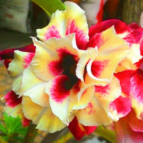 Adenium Pflanze,WüStenrose Pflanze WüStenrosenZwiebeln WüStenrose Bonsai Einfach Zu Pflanzen-2knolle-c Adenium Pflanze,WüStenrose Pflanze WüStenrosenZwiebeln WüStenrose Bonsai Einfach Zu Pflanzen-2knolle-c von FKGNQS