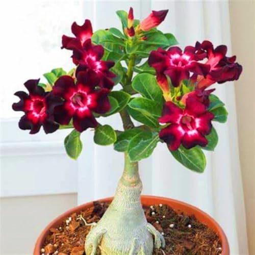 Adenium Pflanze,WüStenrose Pflanze WüStenrosenZwiebeln WüStenrose Bonsai Einfach Zu Pflanzen-3knolle-a von FKGNQS