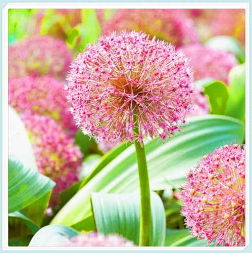 Allium Giganteum Rhizome Allium Rhizome Winterhart Allium Rhizome Winterhart Zuverlässiger Verkäufer-10zwiebeln-f von FKGNQS