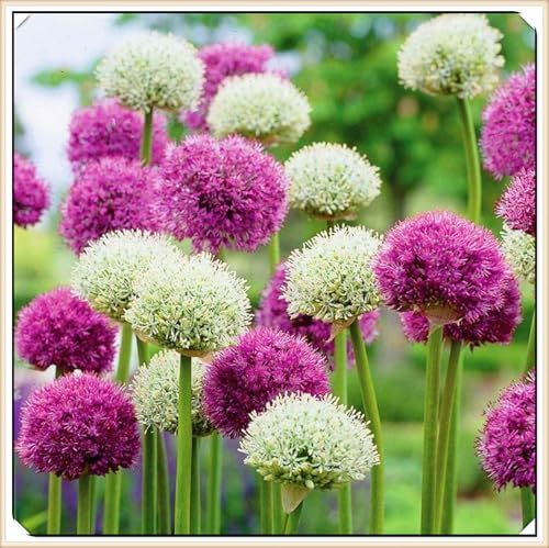 Allium Giganteum Rhizome Allium Rhizome Winterhart Allium Rhizome Winterhart Zuverlässiger Verkäufer-10zwiebeln-h Allium Giganteum Rhizome Allium Rhizome Winterhart Allium Rhizome Winterhart Zuverlässiger Verkäufer-10zwiebeln-h von FKGNQS