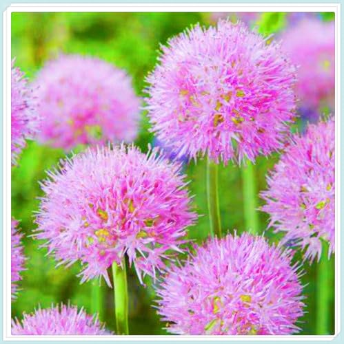 Allium Giganteum Rhizome Allium Rhizome Winterhart Allium Rhizome Winterhart Zuverlässiger Verkäufer-8zwiebeln-b von FKGNQS