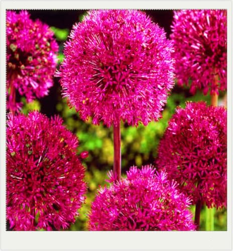 Allium Giganteum Zwiebeln Allium Zwiebeln Winterhart Allium Zwiebeln Winterhart Zuverlässiger Verkäufer-4zwiebeln-g von FKGNQS