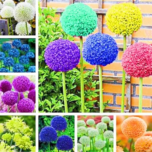 Allium Giganteum Zwiebeln Allium Zwiebeln Winterhart Allium Zwiebeln Winterhart Zuverlässiger Verkäufer-6zwiebeln-f von FKGNQS