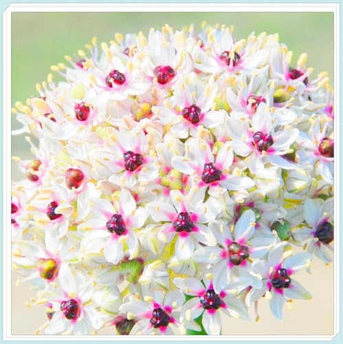 Allium Rhizome Winterhart Allium Giganteum Rhizome Allium Rhizome-Winterhart Zuverlässiger Verkäufer-15zwiebeln-d Allium Rhizome Winterhart Allium Giganteum Rhizome Allium Rhizome-Winterhart Zuverlässiger Verkäufer-15zwiebeln-d von FKGNQS