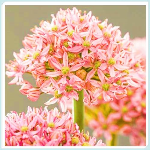 Allium Rhizome Winterhart Allium Rhizome Winterhart Allium Giganteum Rhizome Zuverlässiger Verkäufer-15zwiebeln-h von FKGNQS