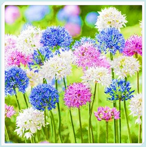 Allium Rhizome Winterhart Allium Rhizome Winterhart Allium Giganteum Rhizome Zuverlässiger Verkäufer-4zwiebeln-e von FKGNQS