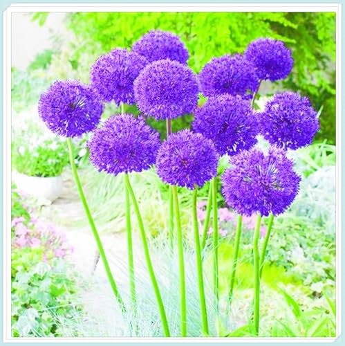 Allium Rhizome Winterhart Allium Rhizome Winterhart Allium Giganteum Rhizome Zuverlässiger Verkäufer-6zwiebeln-g von FKGNQS