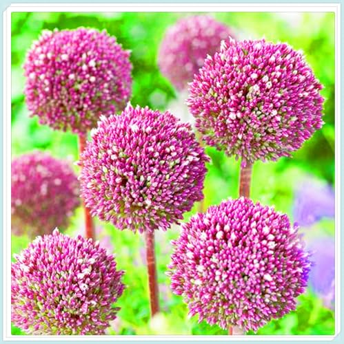 Allium Rhizome Winterhart Allium Rhizome Winterhart Allium Giganteum Rhizome Zuverlässiger Verkäufer-8zwiebeln-f von FKGNQS