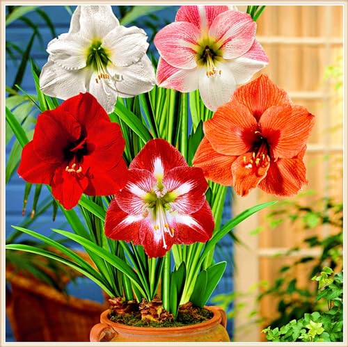 Amaryllis Kaufen,Amaryllis Pflanze,Amaryllis Zwiebeln Winterhart,Einfach Zu Pflanzen-4zwiebeln-c Amaryllis Kaufen,Amaryllis Pflanze,Amaryllis Zwiebeln Winterhart,Einfach Zu Pflanzen-4zwiebeln-c von FKGNQS