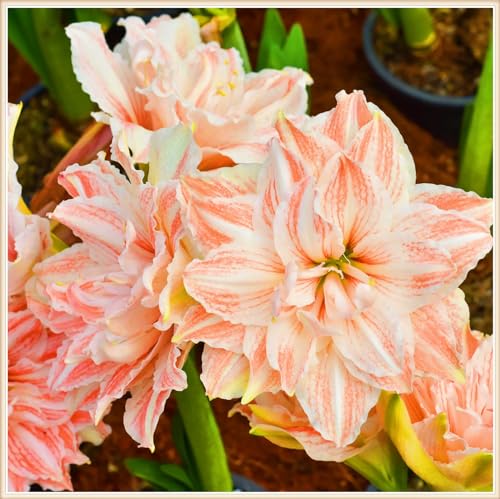 Amaryllis Pflanze,Amaryllis Kaufen,Amaryllis Zwiebeln Winterhart,Einfach Zu Pflanzen-5zwiebeln-g Amaryllis Pflanze,Amaryllis Kaufen,Amaryllis Zwiebeln Winterhart,Einfach Zu Pflanzen-5zwiebeln-g von FKGNQS