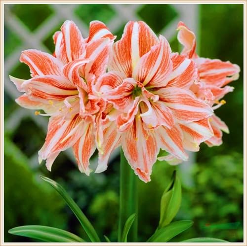 Amaryllis Pflanze,Amaryllis Rhizome Winterhart,Amaryllis Kaufen,Einfach Zu Pflanzen-2zwiebeln-c von FKGNQS
