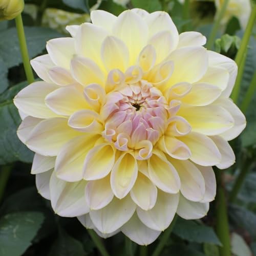 Dahlien Knollen-Winterhart MehrjäHrig,Dahlien Knollen,Dahlien Zwiebeln,Dahlien Knollen Winterhart Mix,Bonsai Pflanze,Gartendekoration-4Knollen-e von FKGNQS