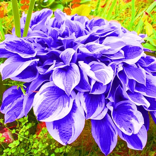 Funkien Rhizome Hosta Rhizome Winterhart Seltene Rhizome Hosta Rhizome Gartenblumen-4zwiebeln-e von FKGNQS