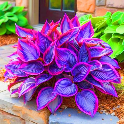 Funkien Rhizome Hosta Rhizome Winterhart Seltene Rhizome Hosta Rhizome Gartenblumen-4zwiebeln-f Funkien Rhizome Hosta Rhizome Winterhart Seltene Rhizome Hosta Rhizome Gartenblumen-4zwiebeln-f von FKGNQS