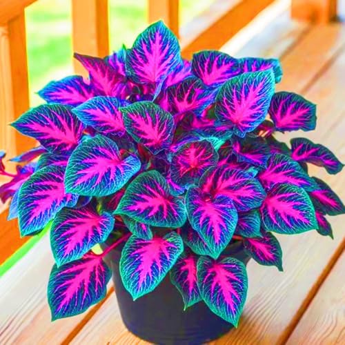 Funkien Rhizome Hosta Rhizome Winterhart Seltene Rhizome Hosta Rhizome Gartenblumen-4zwiebeln-i von FKGNQS