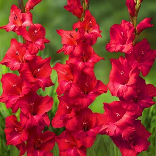 Gladiolenzwiebeln,Gladiolen Blumenzwiebeln,Gladiolenknolle-Winterhart MehrjäHrig,In Töpfe Pflanzen-10zwiebeln-f von FKGNQS