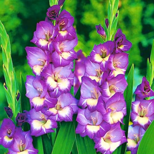 Gladiolenzwiebeln,Gladiolen Blumenzwiebeln,Gladiolenknolle-Winterhart MehrjäHrig,In Töpfe Pflanzen-15zwiebeln-c von FKGNQS