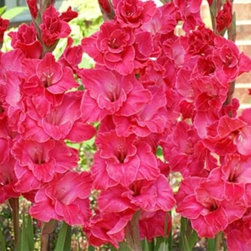 Gladiolenzwiebeln,Gladiolen Blumenzwiebeln,Gladiolenknolle-Winterhart MehrjäHrig,In Töpfe Pflanzen-15zwiebeln-d von FKGNQS