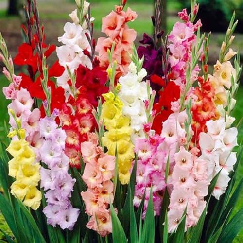 Gladiolenzwiebeln,Gladiolen Blumenzwiebeln,Gladiolenknolle-Winterhart MehrjäHrig,In Töpfe Pflanzen-15zwiebeln-h von FKGNQS