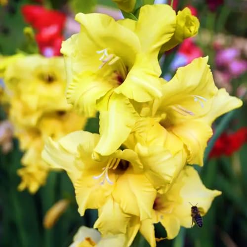 Gladiolenzwiebeln,Gladiolen Blumenzwiebeln,Gladiolenknolle-Winterhart MehrjäHrig,In Töpfe Pflanzen-3zwiebeln-a Gladiolenzwiebeln,Gladiolen Blumenzwiebeln,Gladiolenknolle-Winterhart MehrjäHrig,In Töpfe Pflanzen-3zwiebeln-a von FKGNQS