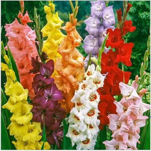 Gladiolenzwiebeln,Gladiolen Blumenzwiebeln,Gladiolenknolle-Winterhart MehrjäHrig,In Töpfe Pflanzen-8zwiebeln-b von FKGNQS