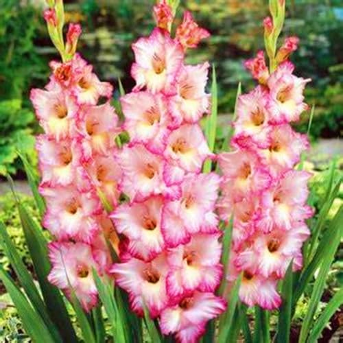 Gladiolenzwiebeln,Gladiolen Blumenzwiebeln,Gladiolenknolle-Winterhart MehrjäHrig,In Töpfe Pflanzen-8zwiebeln-e von FKGNQS