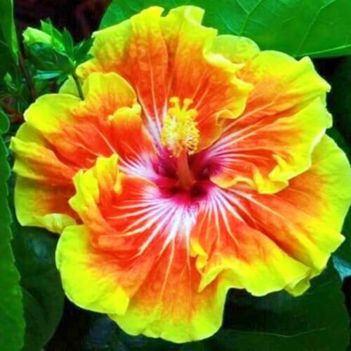 Hibiskus Zwiebeln Winterhart Schnelles Wachstum Hibiskuspflanze,Hibiskuswurzel,Hofdekoration,Einfach Zu Pflanzen-2zwiebeln-b Hibiskus Zwiebeln Winterhart Schnelles Wachstum Hibiskuspflanze,Hibiskuswurzel,Hofdekoration,Einfach Zu Pflanzen-2zwiebeln-b von FKGNQS
