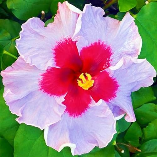 Hibiskuspflanze Hibiskus Zwiebeln Winterhart Schnelles Wachstum,Hibiskuswurzel,Hofdekoration,Einfach Zu Pflanzen-2zwiebeln-b Hibiskuspflanze Hibiskus Zwiebeln Winterhart Schnelles Wachstum,Hibiskuswurzel,Hofdekoration,Einfach Zu Pflanzen-2zwiebeln-b von FKGNQS