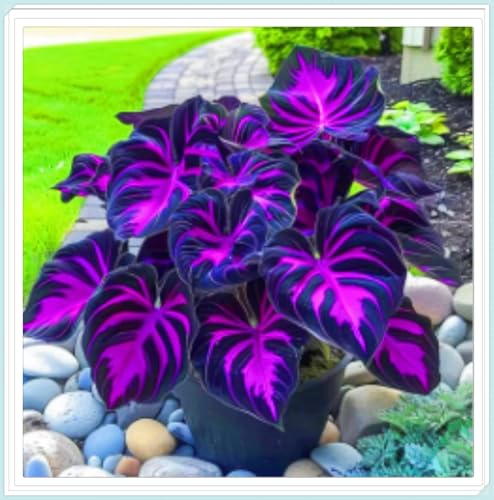 Hosta Rhizom Hosta Rhizom Winterhart Funkien Rhizom Seltene Rhizom Gartenblumen-10zwiebeln-c Hosta Rhizom Hosta Rhizom Winterhart Funkien Rhizom Seltene Rhizom Gartenblumen-10zwiebeln-c von FKGNQS
