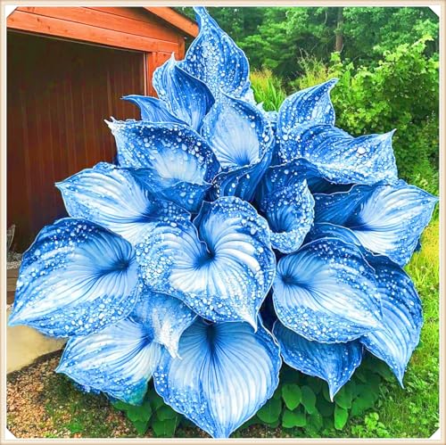 Hosta Rhizom Hosta Rhizom Winterhart Funkien Rhizom Seltene Rhizom Gartenblumen-10zwiebeln-f Hosta Rhizom Hosta Rhizom Winterhart Funkien Rhizom Seltene Rhizom Gartenblumen-10zwiebeln-f von FKGNQS