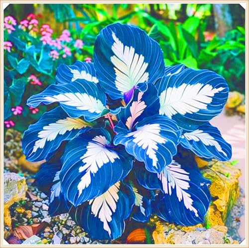 Hosta Rhizom Hosta Rhizom Winterhart Funkien Rhizom Seltene Rhizom Gartenblumen-6zwiebeln-g Hosta Rhizom Hosta Rhizom Winterhart Funkien Rhizom Seltene Rhizom Gartenblumen-6zwiebeln-g von FKGNQS