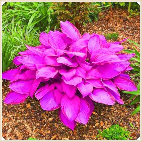 Hosta Rhizom Hosta Rhizom Winterhart Funkien Rhizom Seltene Rhizom Gartenblumen-6zwiebeln-i Hosta Rhizom Hosta Rhizom Winterhart Funkien Rhizom Seltene Rhizom Gartenblumen-6zwiebeln-i von FKGNQS