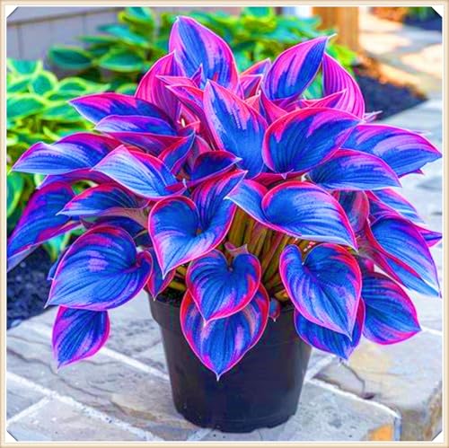 Hosta Rhizom Hosta Rhizom Winterhart Funkien Rhizom Seltene Rhizom Gartenblumen-8zwiebeln-e Hosta Rhizom Hosta Rhizom Winterhart Funkien Rhizom Seltene Rhizom Gartenblumen-8zwiebeln-e von FKGNQS