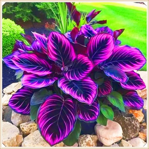 Hosta Rhizom Winterhart Funkien Rhizom Hosta Rhizom Seltene Rhizom Gartenblumen-10zwiebeln-g Hosta Rhizom Winterhart Funkien Rhizom Hosta Rhizom Seltene Rhizom Gartenblumen-10zwiebeln-g von FKGNQS