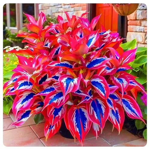 Hosta Rhizom Winterhart Funkien Rhizom Hosta Rhizom Seltene Rhizom Gartenblumen-15zwiebeln-b Hosta Rhizom Winterhart Funkien Rhizom Hosta Rhizom Seltene Rhizom Gartenblumen-15zwiebeln-b von FKGNQS